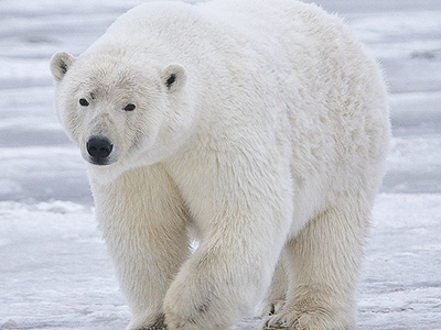 Polar-Bear