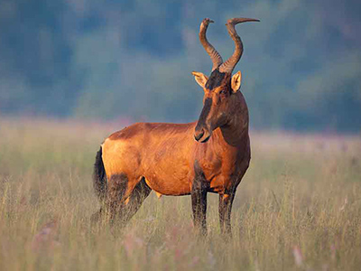 Red-Hartebeest