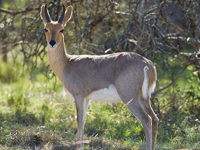 Reedbuck-Mountain