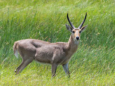Reedbuck-common