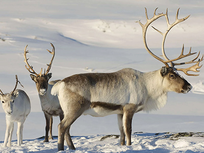Reindeer