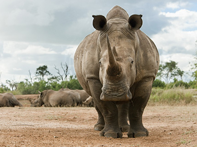 Rhino