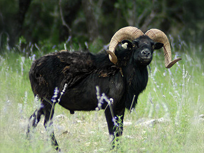 Sheep-Black-Hawaiian