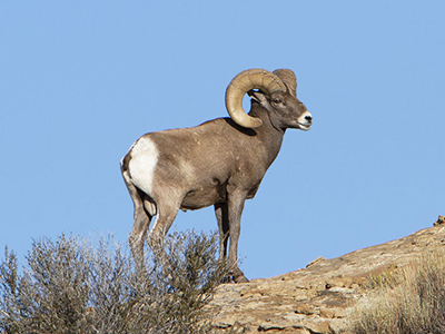 Sheep-Desert-Bighorn
