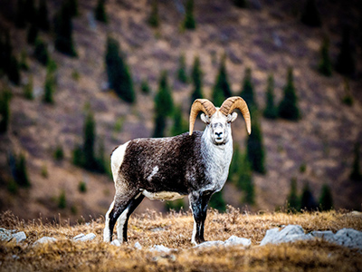 Sheep-Stone