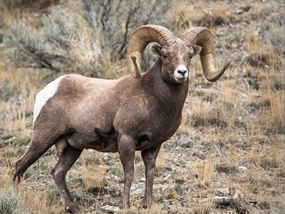 Sheep-bighorn