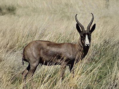 Springbuck-Black