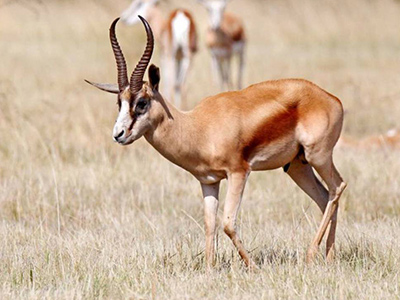 Springbuck-Copper