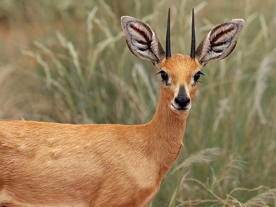 Steenbok