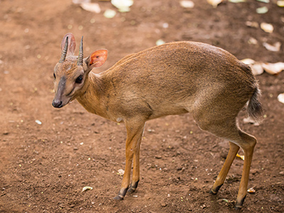 Suni