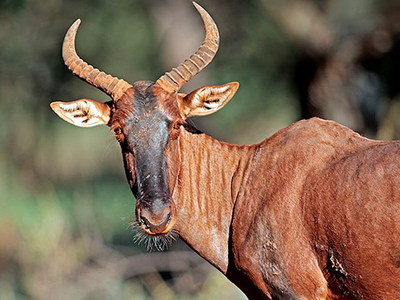 Tsessebe