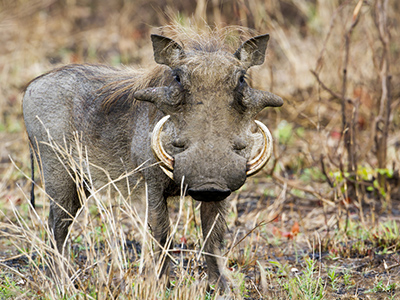 Warthog