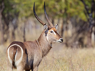 Waterbuck