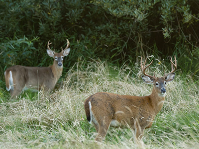 Whitetail-Deer-Columbia