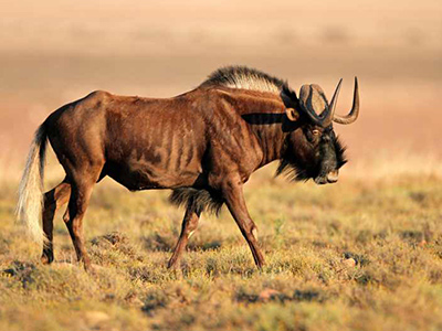 Wildebeest-Black