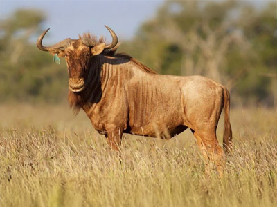 Wildebeest-Golden