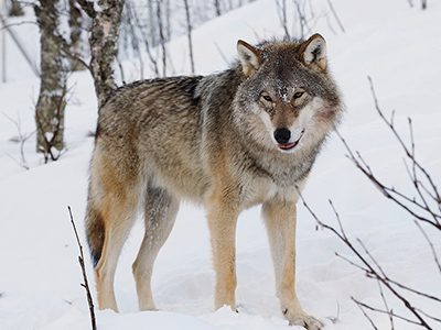 Wolf