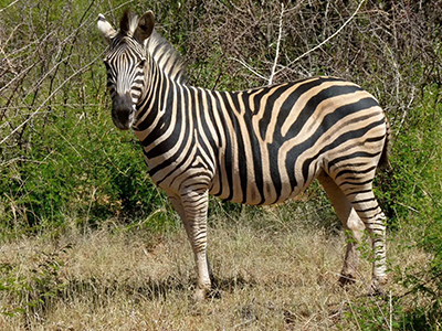 Zebra-Burchell