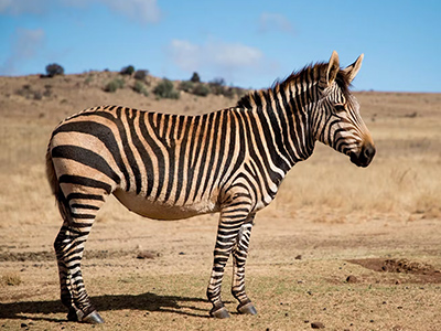 Zebra-Hartsmann