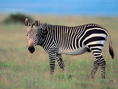 Zebra-Mountain