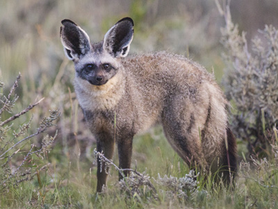 bat-eared-fox
