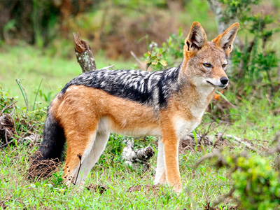 black-backed-jackal