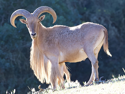 sheep-barbary