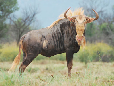 wildebeest-kings