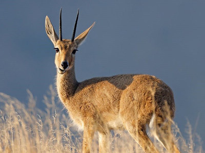 reedbuck-vaal