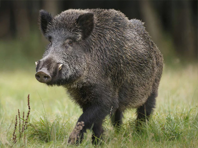 Hogs