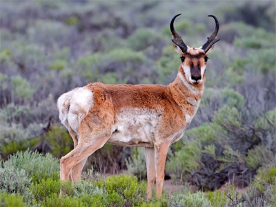 Pronghorn