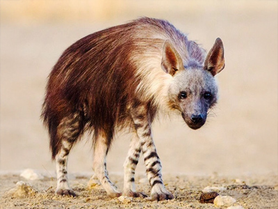 hyena-brown