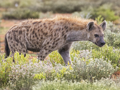 hyena-spotted